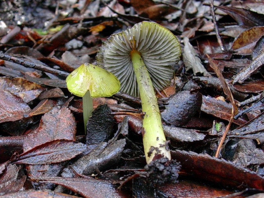 522 Dicembre vecchio ritrovamento